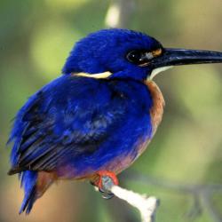 azure-kingfisher