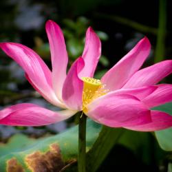 lotus-lilly-corroboree-billabong