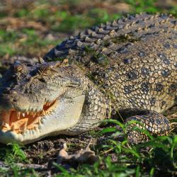 corroboree-billabong-saltwater-crocodile
