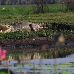 saltwater-crocodile-corroboree-wetlands
