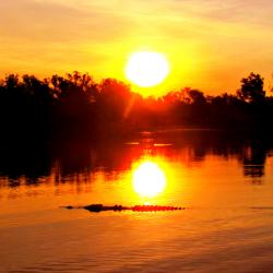 sunset-crocodile