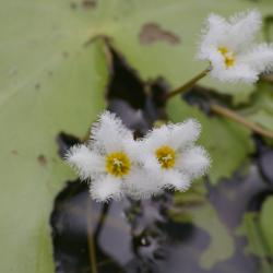 Snowflake Lily